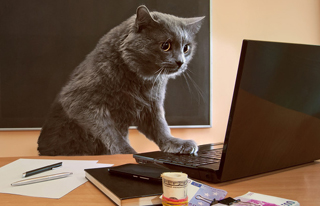 成都公司网站建设之seo优化如何着手？ 